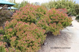 Leucadendron 'Wilson's Wonder' - Spring